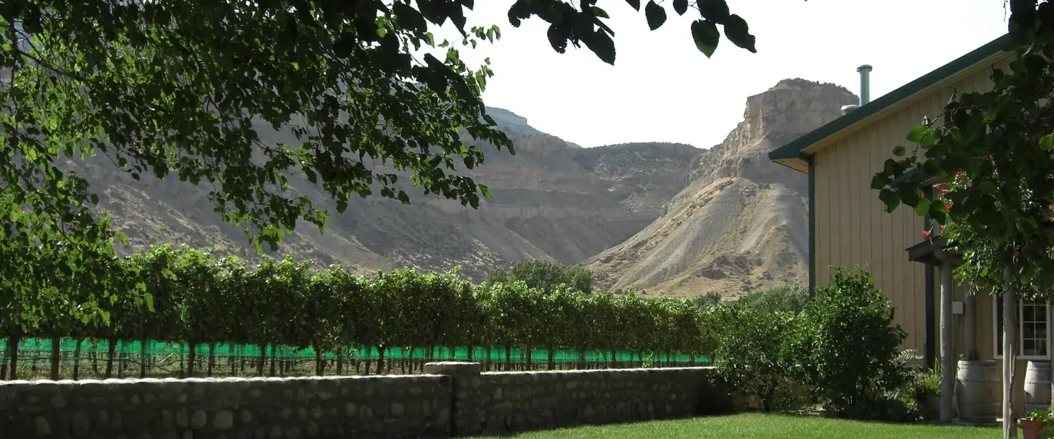 Photo: vineyard rows near Grand Junction with the Colorado National Monument behind