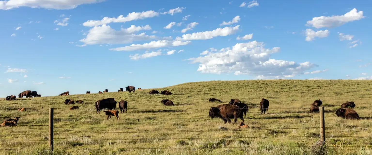 Photo: a bison herd on open grassland in Weld County